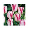 Cibuľoviny Tulipán Mata Hari 7 ks(3)