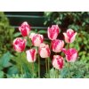 Cibuľoviny Tulipán Mata Hari 7 ks(1)
