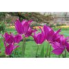 Cibuľoviny Tulipán Purple Dream 7 ks(4)