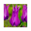 Cibuľoviny Tulipán Purple Dream 7 ks(3)