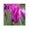 Cibuľoviny Tulipán Purple Dream 7 ks(2)