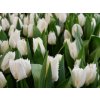 Cibuľoviny Tulipán Noordeinde 7 ks(4)