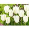 Cibuľoviny Tulipán Noordeinde 7 ks(2)