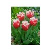 Cibuľoviny Tulipán New Santa 7 ks(2)