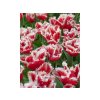 Cibuľoviny Tulipán New Santa 7 ks(1)