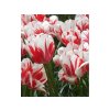Cibuľoviny Tulipán Sorbet 7 ks (5)