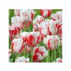 Cibuľoviny Tulipán Sorbet 7 ks (2)
