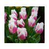 Cibuľoviny Tulipán Siesta 7 ks(1)