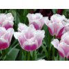 Cibuľoviny Tulipán Siesta 7 ks