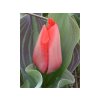 Cibuľoviny Tulipán TRAUTTMANSDORFF 7 ks(1)