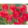 Cibuľoviny Tulipán TRAUTTMANSDORFF 7 ks