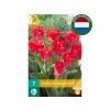 Cibuľoviny Tulipán TRAUTTMANSDORFF 7 ks(2)