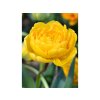 Cibuľoviny Tulipán Yellow Pompenette 7 ks(3)
