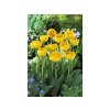 Cibuľoviny Tulipán Yellow Pompenette 7 ks(2)
