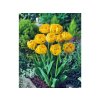 Cibuľoviny Tulipán Yellow Pompenette 7 ks(1)