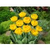 Cibuľoviny Tulipán Yellow Pompenette 7 ks