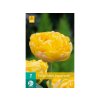 Cibuľoviny Tulipán Yellow Pompenette 7 ks(4)