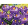Cibuľoviny Krokus Blue 8 ks(1)