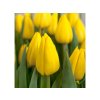 Cibuľoviny Tulipán Triumph Yellow 5 ks(2)