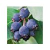 Muchovník jelšolistý Martin 40-70 cm, kont. 1-2 l - Amelanchier