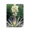 Juka vláknitá Colour Guard 20-30 cm - Yucca filamentosa, kont. 3 l