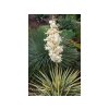 Juka vláknitá Colour Guard 20-30 cm - Yucca filamentosa, kont. 3 l