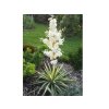 Juka vláknitá Colour Guard 20-30 cm - Yucca filamentosa, kont. 3 l