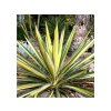 Juka vláknitá Colour Guard 20-30 cm - Yucca filamentosa, kont. 3 l