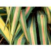 Juka vláknitá Colour Guard 20-30 cm - Yucca filamentosa, kont. 3 l