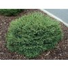 Smrek balkánsky Omorika Karel cca 20 cm, kont. 2 l