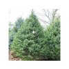 Smrek balkánsky Omorika 40-60 cm, kont. 2 l