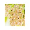 Ríbezľa kríková Blanka 30-50 cm, kont. 2 l