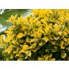 Živý plot Vtáčí zob vajcovitolistý Aureum 30-50 cm(3)