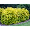 Živý plot Vtáčí zob vajcovitolistý Aureum 30-50 cm(2)