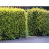 Živý plot Vtáčí zob vajcovitolistý Aureum 30-50 cm(4)