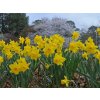 Cibuľoviny Narcis Yellow 40 ks(3)