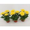 Jesenné kvety Chryzantéma Anastasia žltá(9)