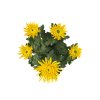 Jesenné kvety Chryzantéma Anastasia žltá(1)