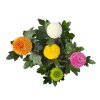 Jesenné kvety Chryzantéma Flower pops Carnaval(3)