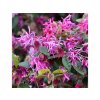 Loropetalum čínske Rubra na kmienku 70-80 cm, kont. 7 l