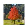 Dreviny na kmienku Javor červený October Glory(1)