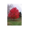 Dreviny na kmienku Javor červený October Glory(2)