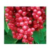 Drobné ovocie Ríbezľa kríková Rondom(2)