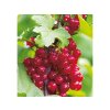 Drobné ovocie Ríbezľa kríková Rondom
