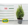 Okrasné stromy Smrek biely Conica December(3)