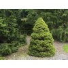 Smrek biely Conica December cca 50 cm, kont. p19