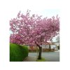 Okrasná čerešňa Royal burgundy na cca 160 cm kmienku, výška 180-200 cm, kont. 5 l