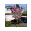 Okrasná čerešňa Royal burgundy na cca 160 cm kmienku, výška 180-200 cm, kont. 5 l