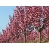 Okrasná čerešňa Royal burgundy na cca 160 cm kmienku, výška 180-200 cm, kont. 5 l
