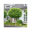Katalpa bignóniovitá Nana na 130-140cm kmienku, výška 150-170cm, kont. C5